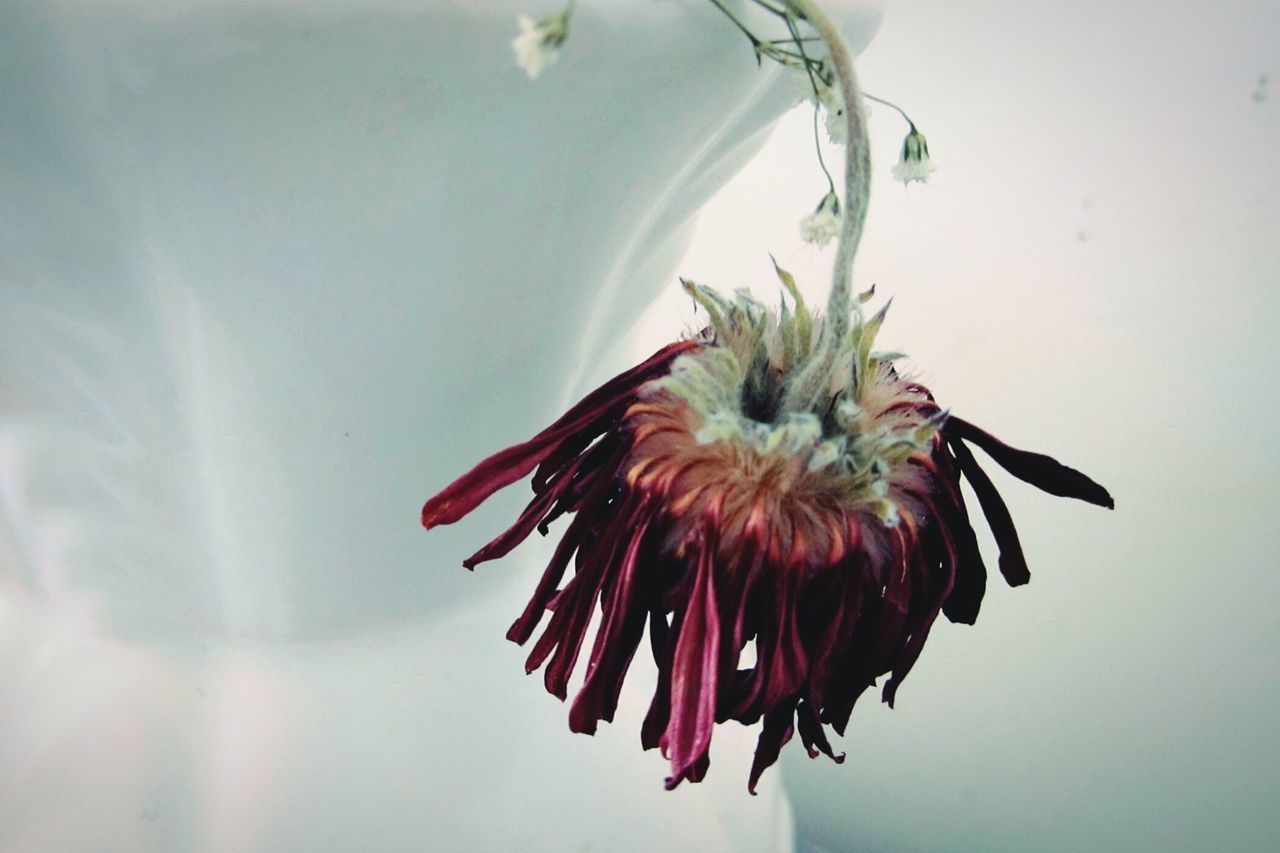 CLOSE-UP OF WILTED FLOWER PLANT