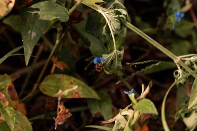 Close-up of bee on leaf