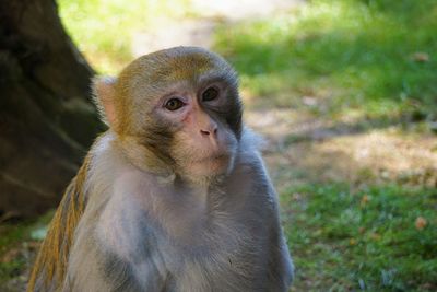 Close-up of monkey looking away