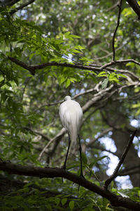 Low angle view of white flower tree in forest
