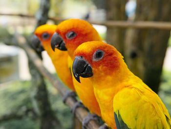 Close-up of parrot perching