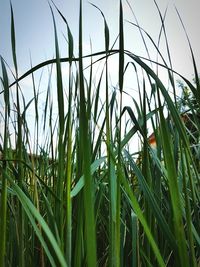 Close-up of grass growing in field