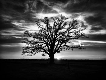 bare tree
