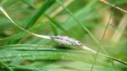 Close-up of insect on grass
