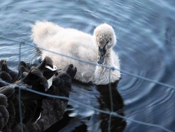 Young black swan at the lake