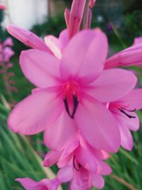 Close-up of pink flower