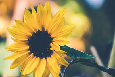 Close-up of sunflower