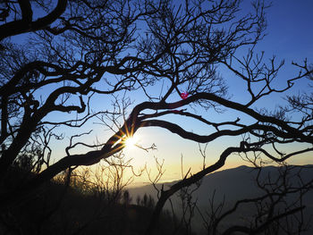 Low angle view of silhouette bare tree against sky during sunset