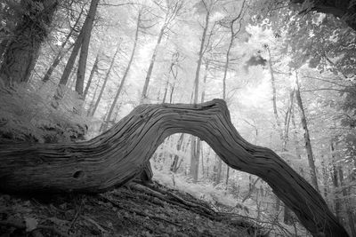 Tilt shot of fallen tree in forest