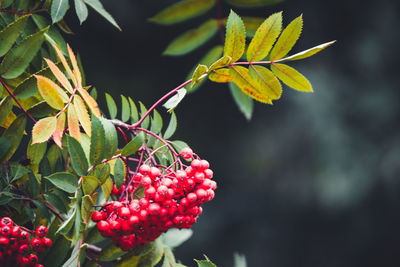 Close-up of cherries growing on plant