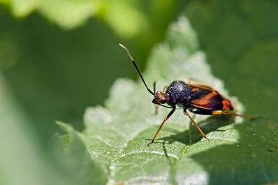 Close-up of insect on leaf