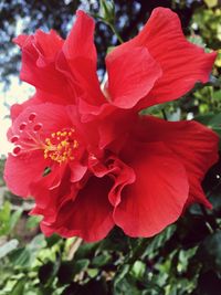 Close-up of red hibiscus blooming outdoors