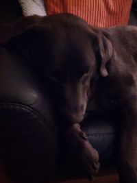 Close-up of a dog sleeping