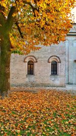 Maple tree in front of autumn