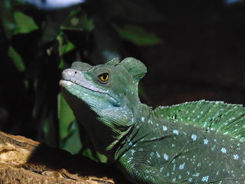 Close-up of a lizard