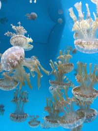 Close-up of fish swimming in aquarium