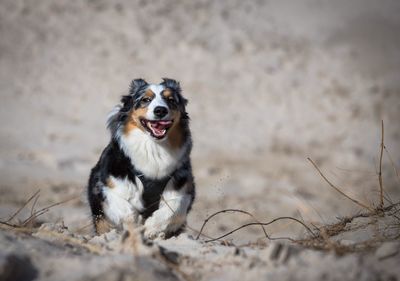 Portrait of dog on field