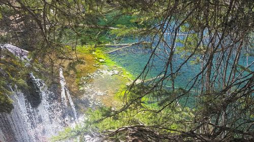 Scenic view of waterfall in forest