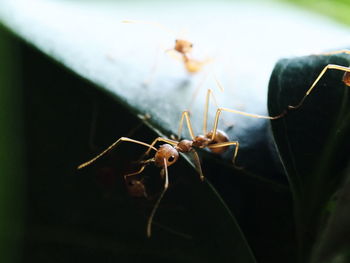 Close-up of ant on leaf