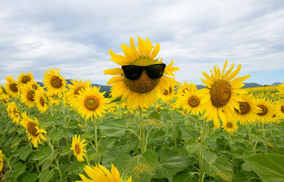 Cute sunflower flower wear sunglasses and blooming in sunflowers field. 