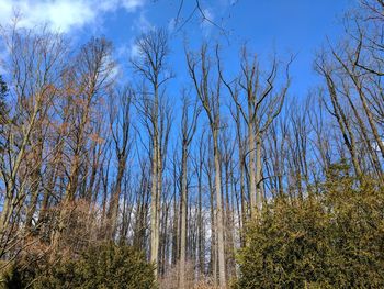 Low angle view of trees in forest against blue sky