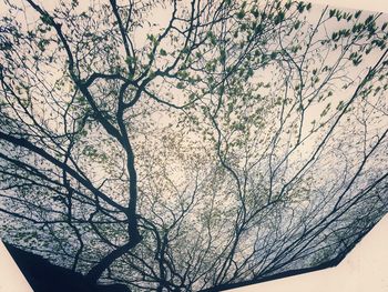 Low angle view of tree against sky