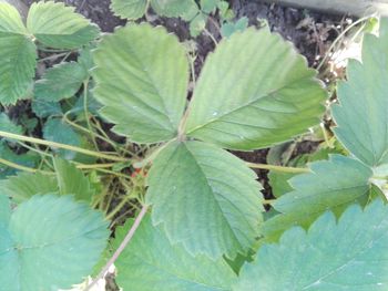 High angle view of green leaves