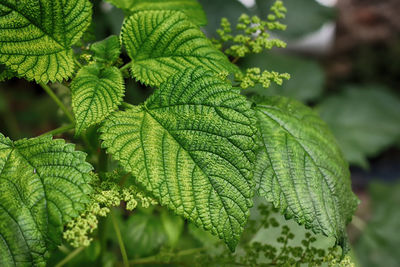 Nettle or lateng or laportea is a genus of plants originating from the urticaceae tribe.