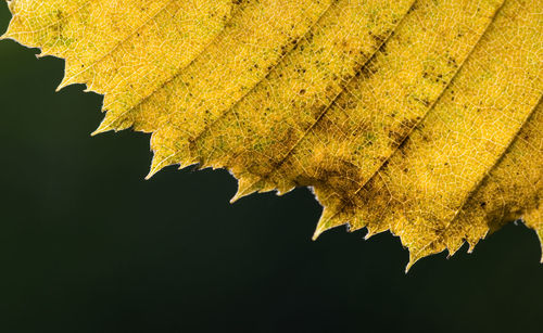 Close-up of yellow leaf on tree during autumn