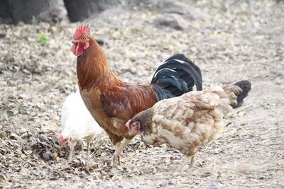 Close-up of rooster on field