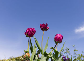 Close-up of pink flowering plant against blue sky