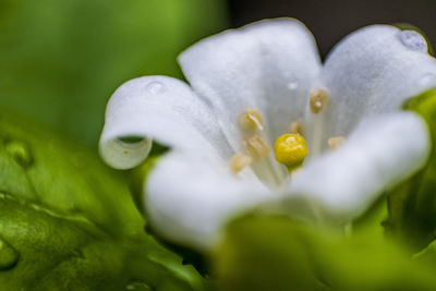 Close-up of white flowers blooming outdoors