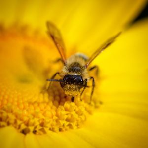 Close-up of insect on yellow flower