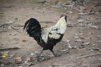 Close-up of a bird