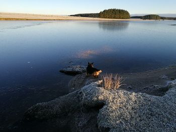 High angle view of dog standing at lakeshore