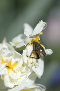 Close-up of bee on flower