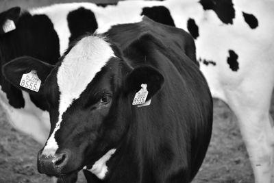 Close-up of a cow