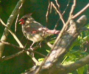 Bird perching on branch