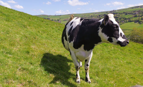 Close-up of cow standing on a green hill