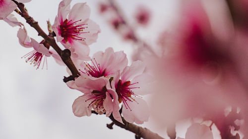 Close-up of pink cherry blossom