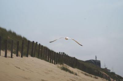 Seagull flying in sky