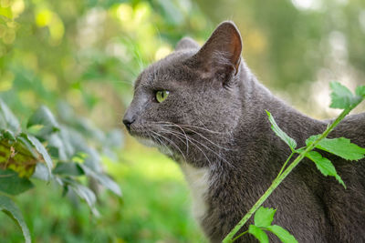 Close-up of cat