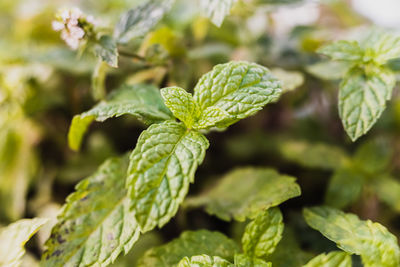 Close-up of fresh green leaves