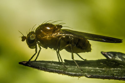 Close-up of insect on leaf