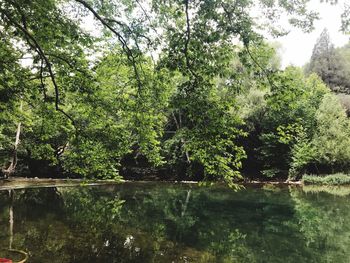Trees by lake in forest