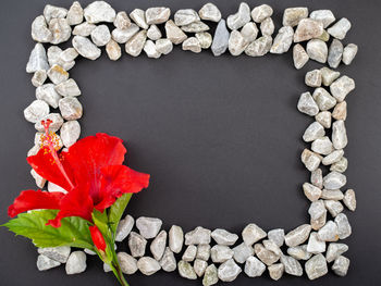 High angle view of flowering plant on table against black background