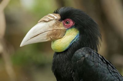 Close-up of a bird