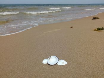 Shells on sand at beach