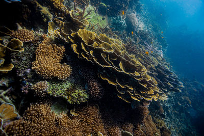 Fish swimming in sea