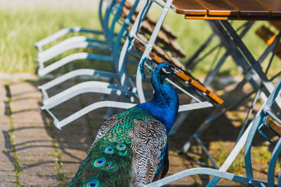 Close-up of peacock